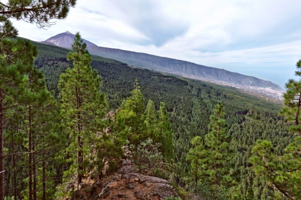 Teneriffa: Órganos Höhenweg