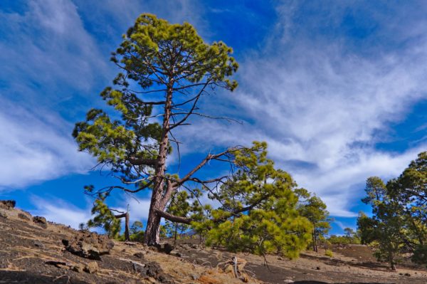 Teneriffa: Las Cañadas del Teide