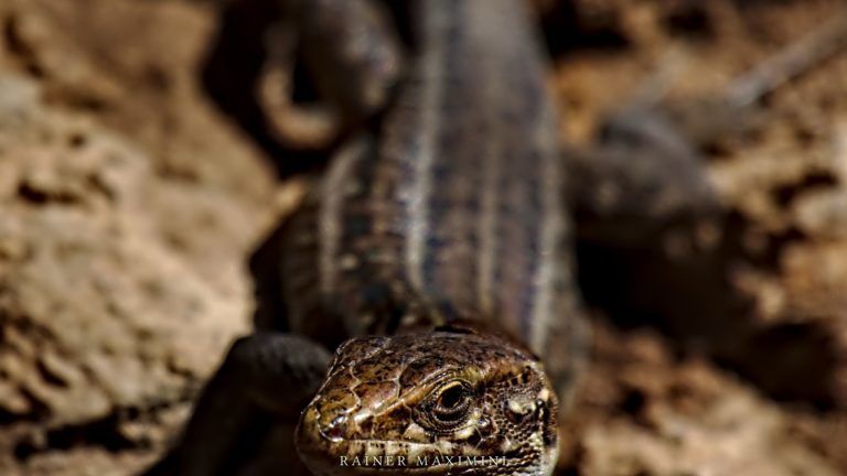 Teneriffa Fauna Foto Maximini