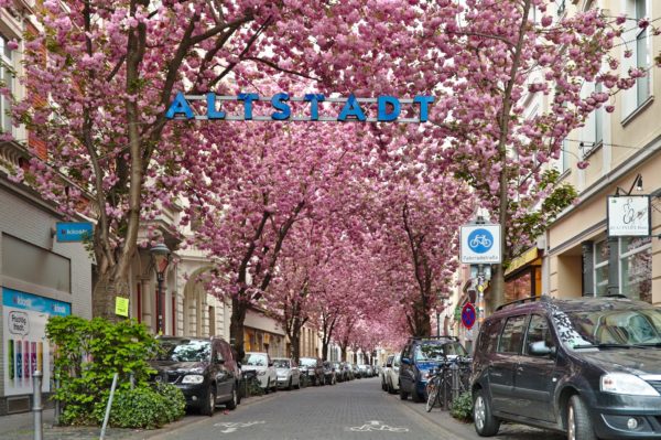 Kirschblüte in Bonn (Breite Straße)