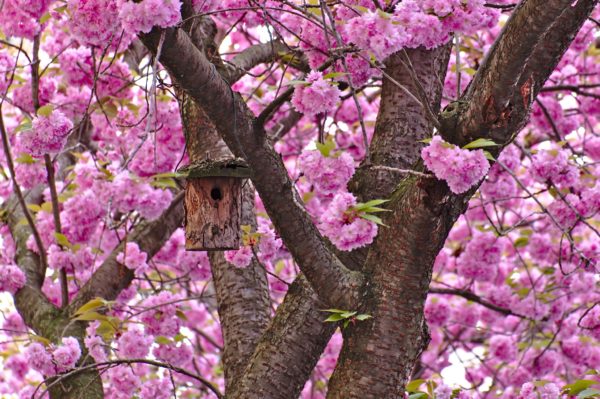 Vogelhäuser in Kirschblüten