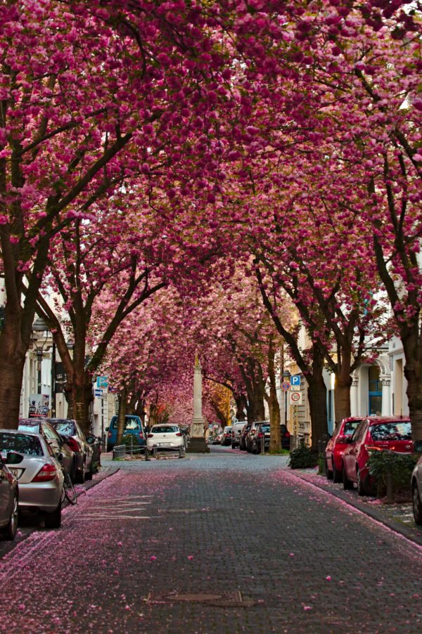 Kirschblüte in Bonn (Heerstraße)