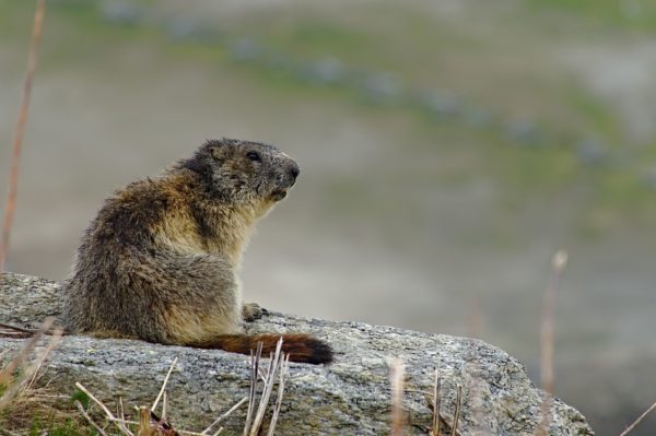 Alpenmurmeltiere