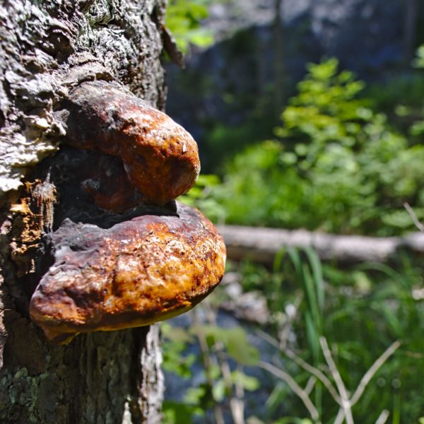 Baumpilze im Scharlinger Boden