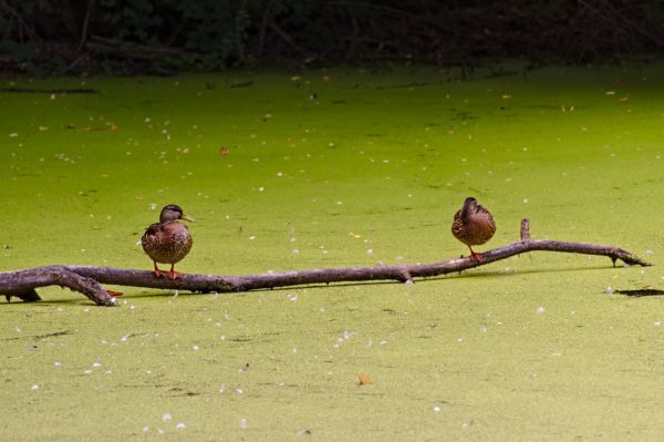 Stockenten im Hardtweiher