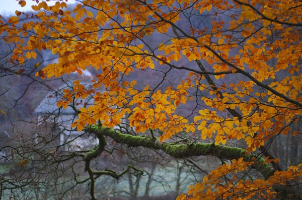 Herbstwanderung zum Kloster Ehrenstein