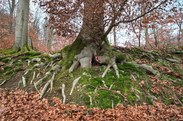 RheinSteig Rundtour Fürstenweg