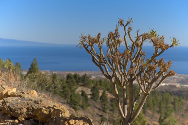 Teneriffa: Balsam-Wolfsmilch (Euphorbia balsamífera)