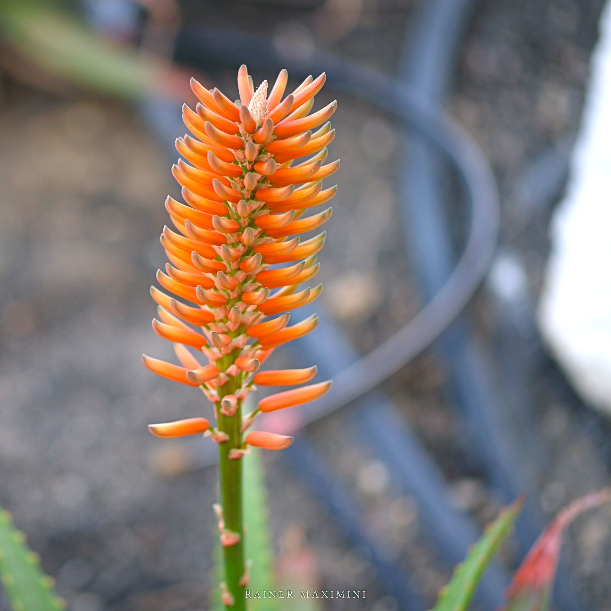Teneriffa: Flora  Foto Maximini