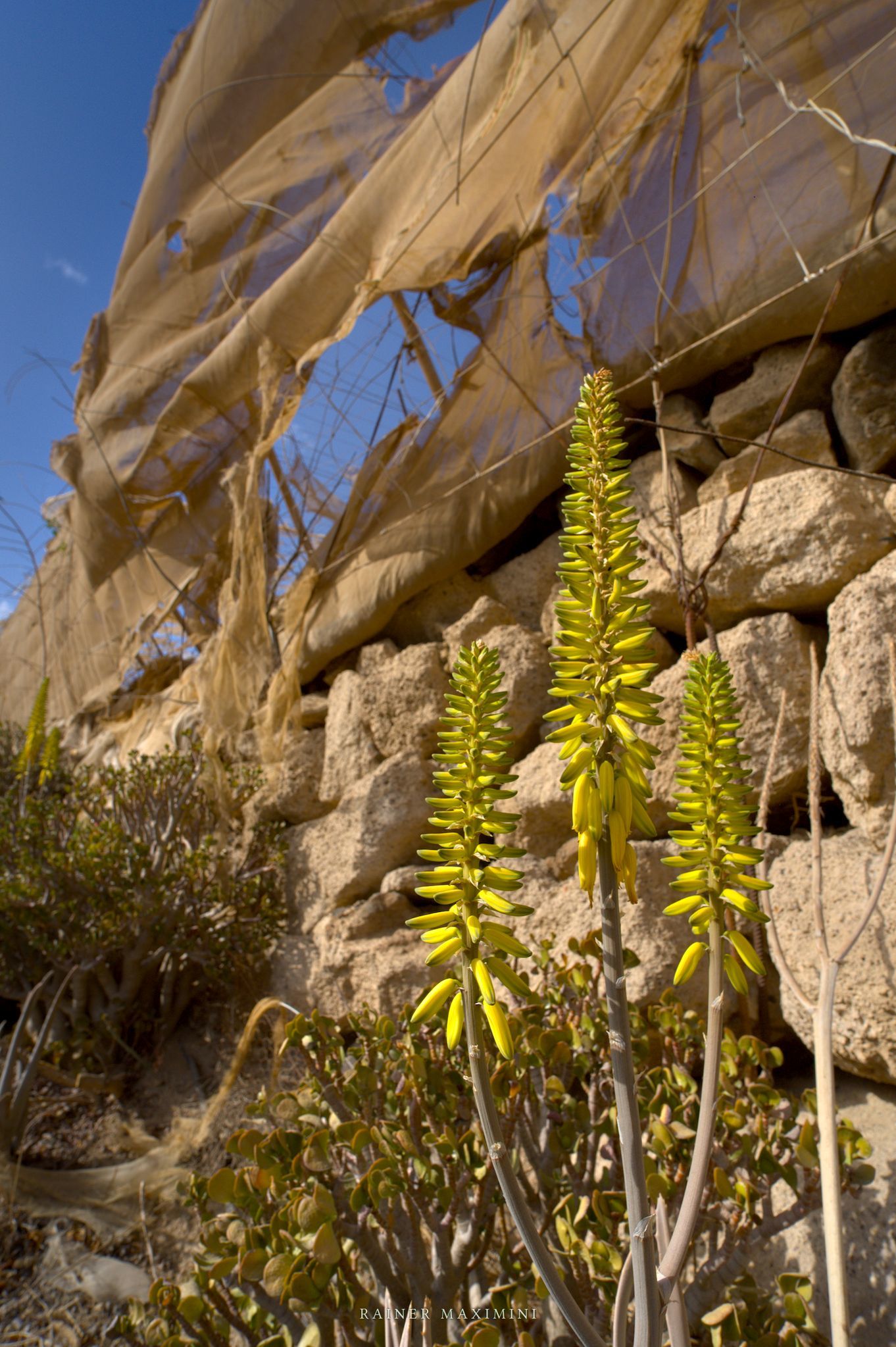 Teneriffa: Verlassene Gewchshuser  Foto Maximini