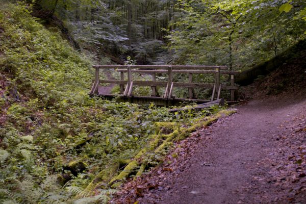 Siefen Tour im Siebengebirge