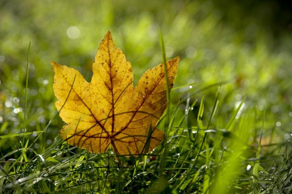 Ahornlaub am Petersberg im Herbst