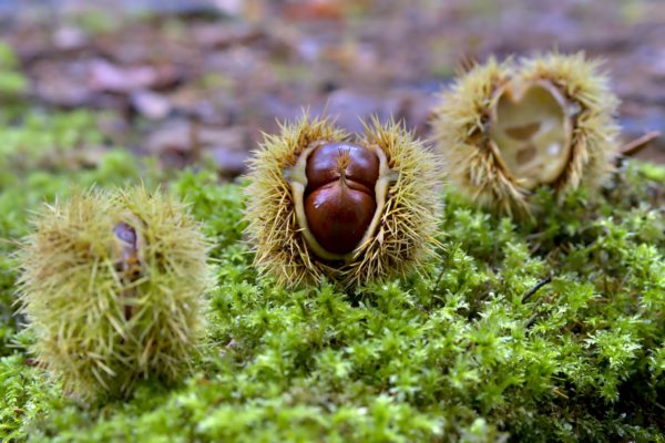 Esskastanien im Herbst