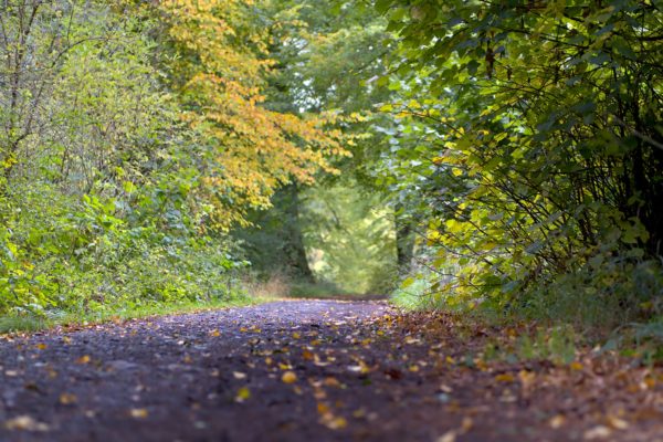 Herbst im Siebengebirge