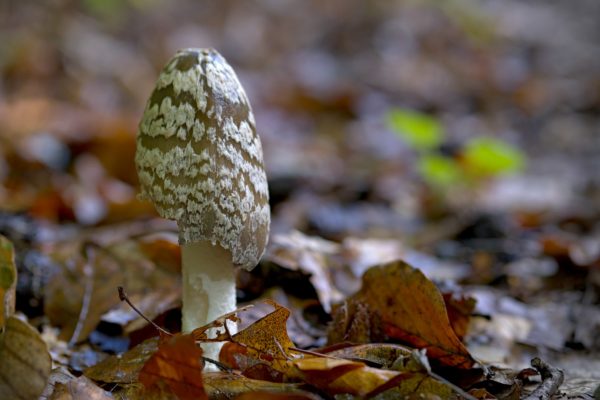 Herbst ist Pilzzeit