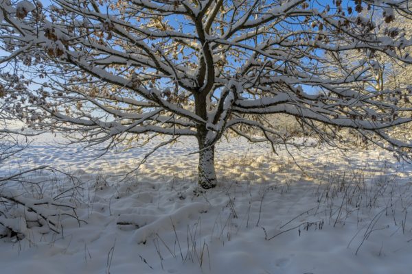 Sonne, Schnee und Wald