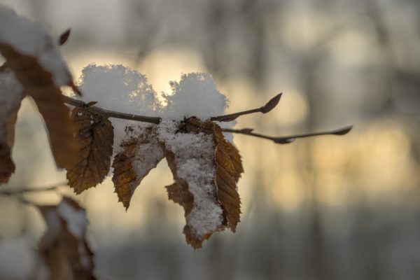 Verschneites Laub