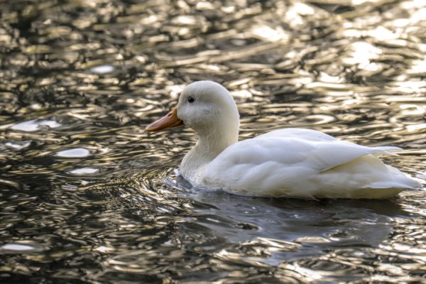 Stockenten in Asbach