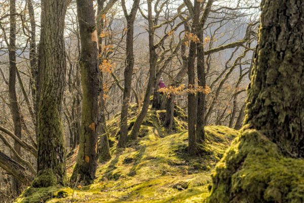 Anxbach Höhenweg im Wiedtal