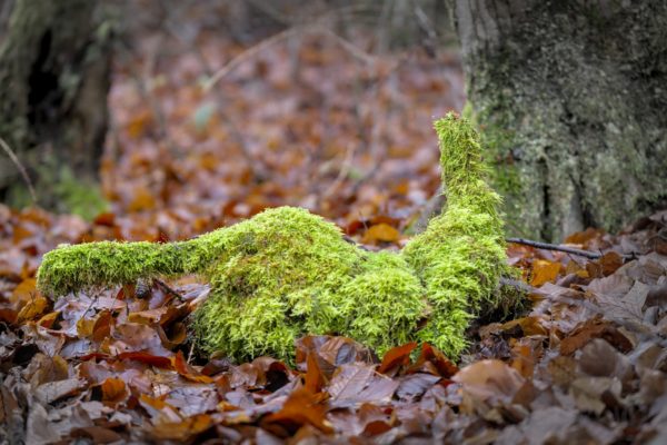 Waldwesen