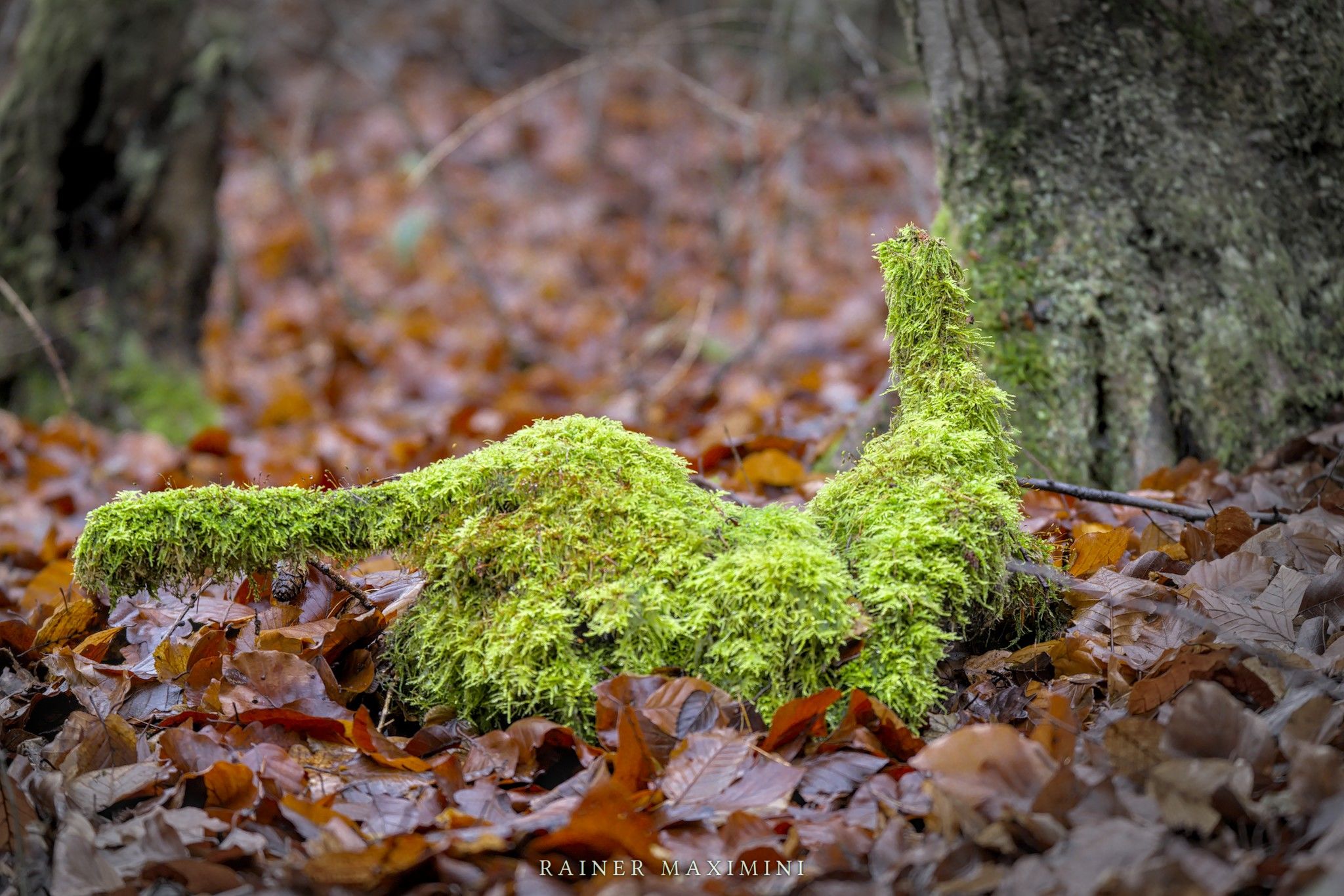 Waldwesen