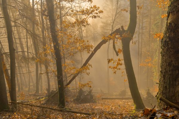 Sonnenaufgang im Wald