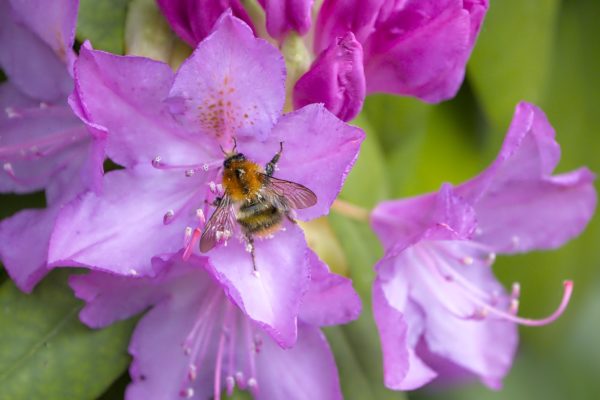 Bienen im Nektar Paradies