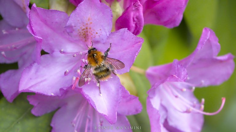 Bienen im Nektar Paradies Foto Maximini