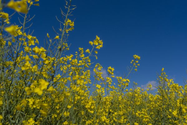 Raps Felder im Westerwald