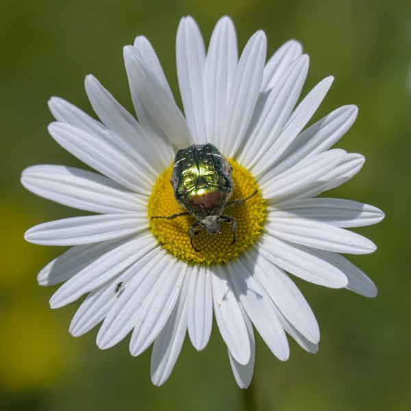 Margerite mit Rosenkäfer und Scheinbockkäfer