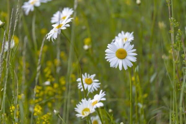 Margerite, Heilwurz und Wiesensalbei