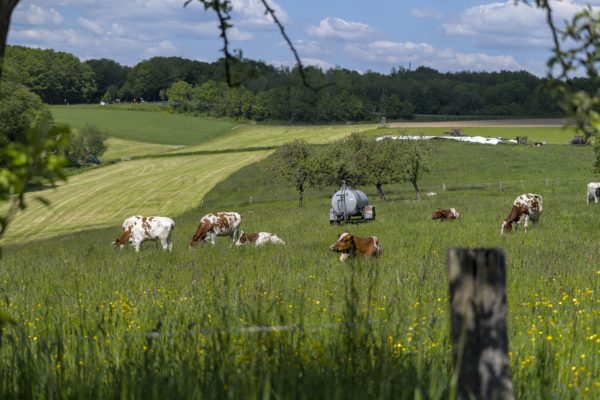 Sonnenbad der Kühe