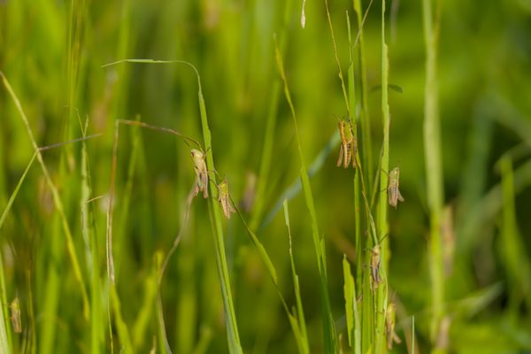 Biene, Käfer und Grashüpfer genießen den Sommer