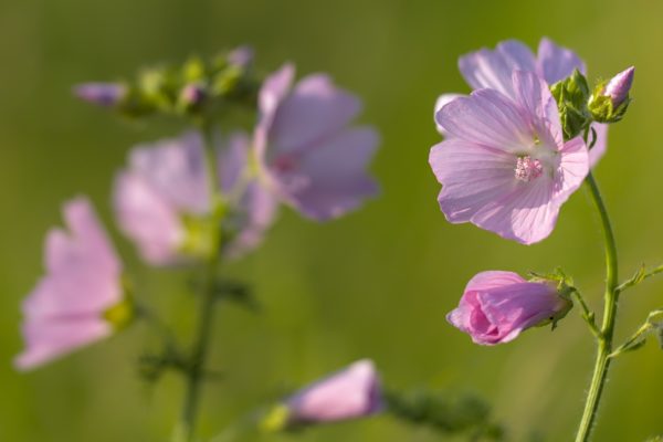 Moschus-Malve (Malva moschata)