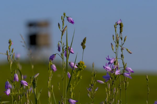 Wiesen Glockenblume