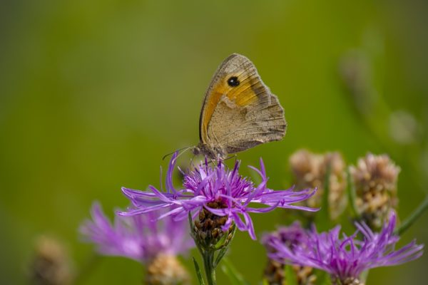 Wiesen-Flockenblume mit Großem Ochsenauge