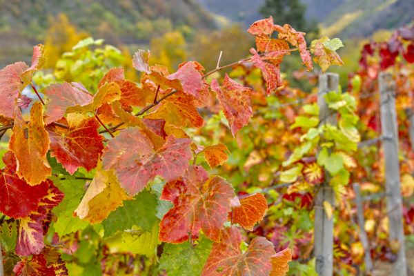 Weinberge im Herbst