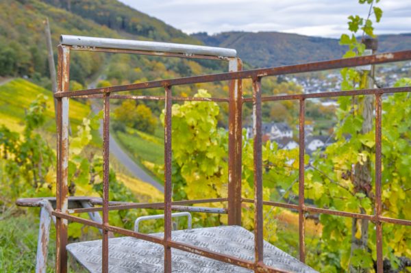 Im Weinberg von Alken