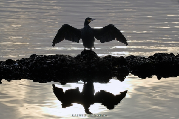 Hamburg: Kormoran an der Außenalster