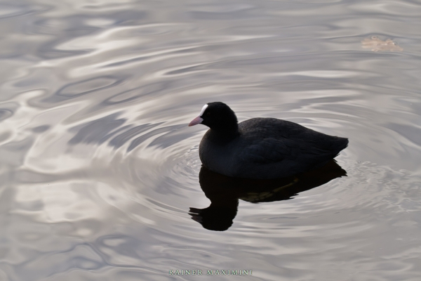 Hamburg: Enten auf der Außenalster