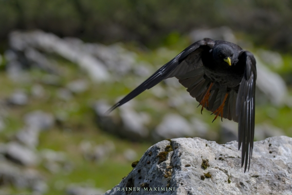 Wilder Kaiser: Fauna im Scharlinger Boden