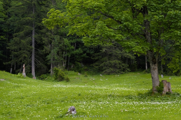 Wilder Kaiser: Märchenwiese