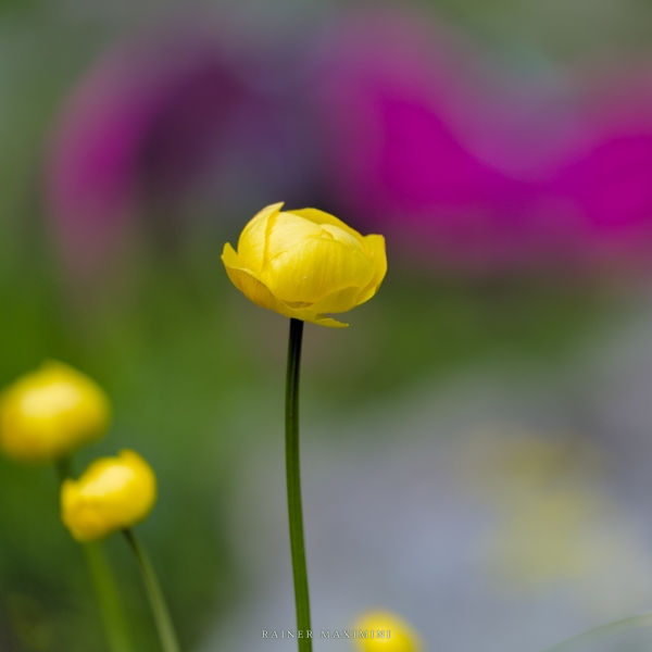 Wilder Kaiser: Flora im Kaisertal