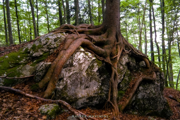 Wilder Kaiser: Waldwesen