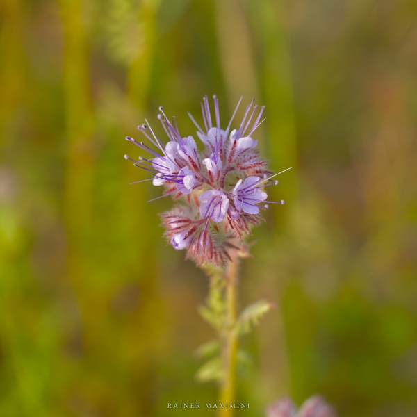 Rainfarn-Phazelie (Phacelia tanacetifolia)