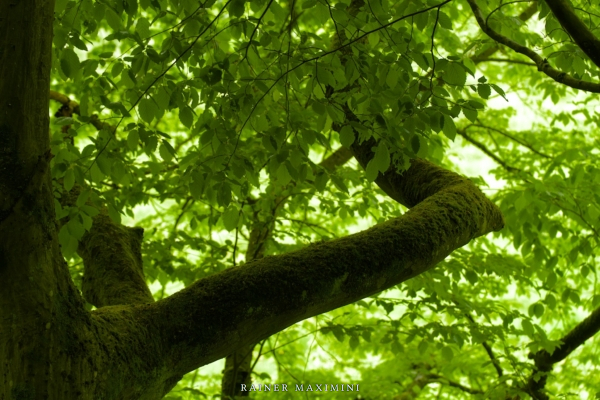 Felder und Wald um Roßbach