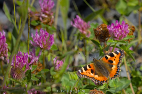 Kleine Fuchs (Aglais urticae)