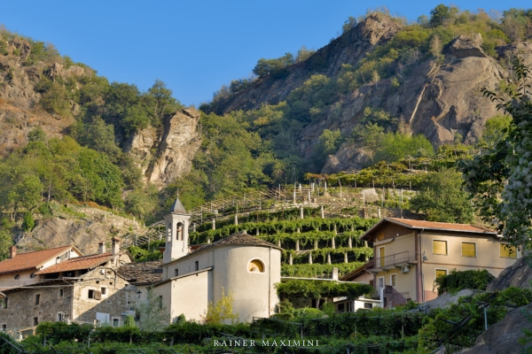 Weinberg von Airale (Piemont)