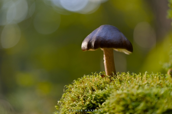 Pilze im Morgennebel