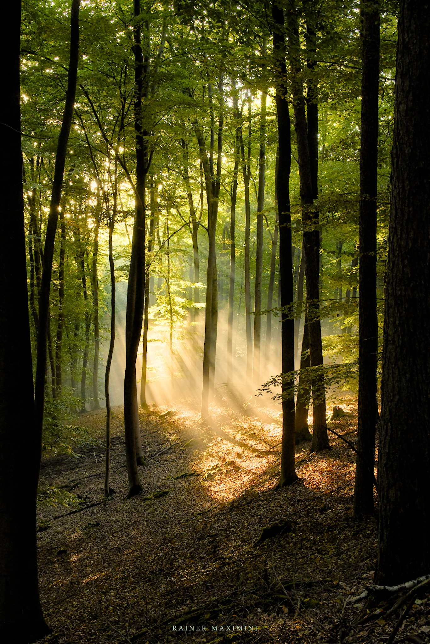 Strahlender Wald – Foto Maximini